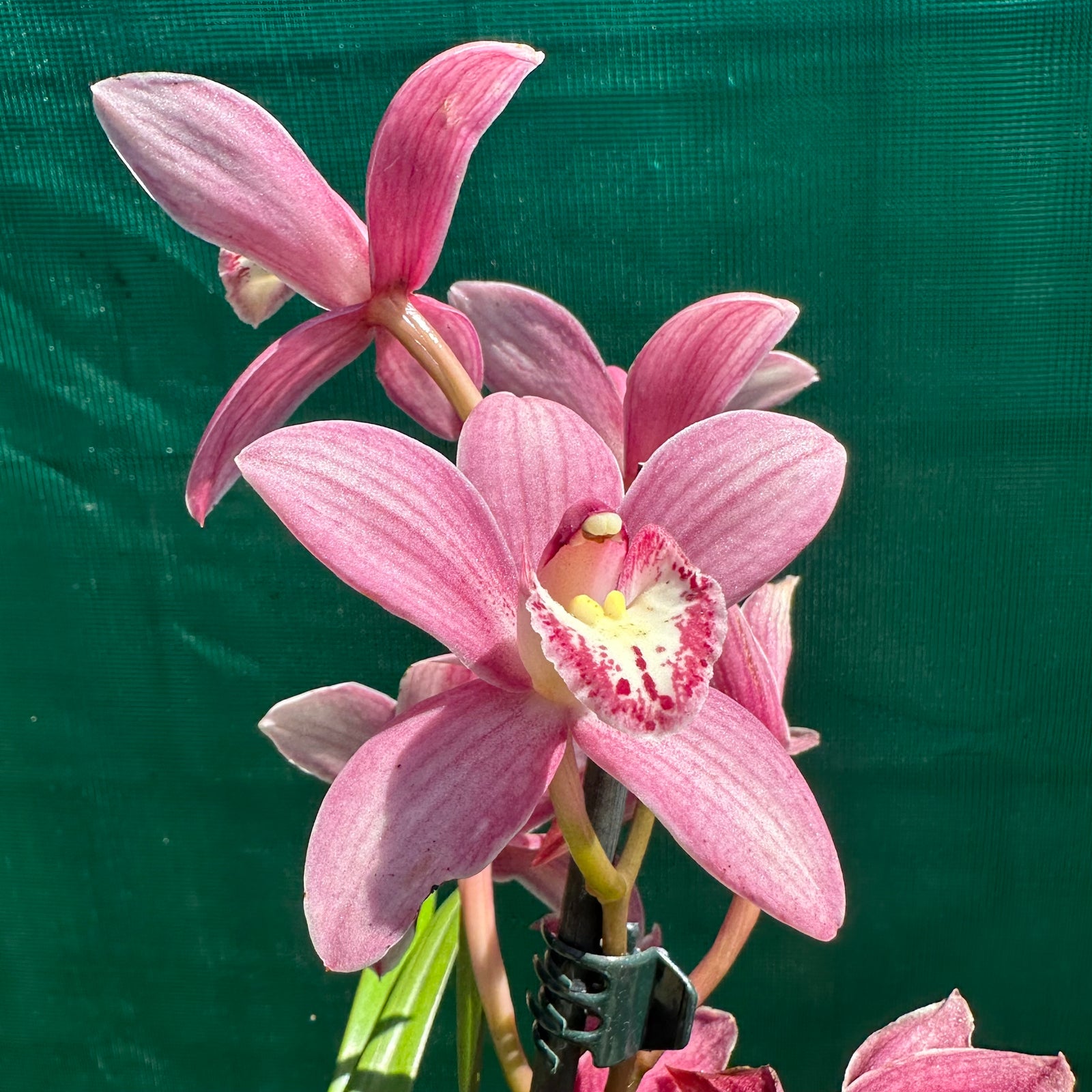 Orchid - Cymbidium ‘Paddy Green’