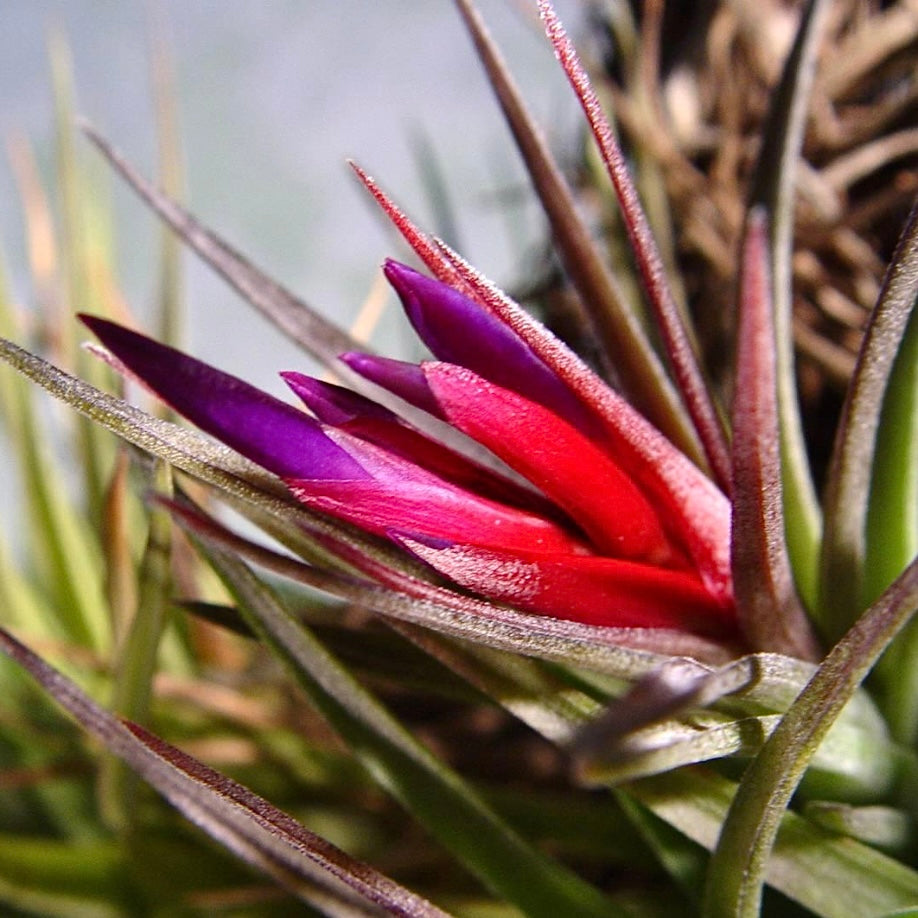 Tillandsia - Noosa NEW