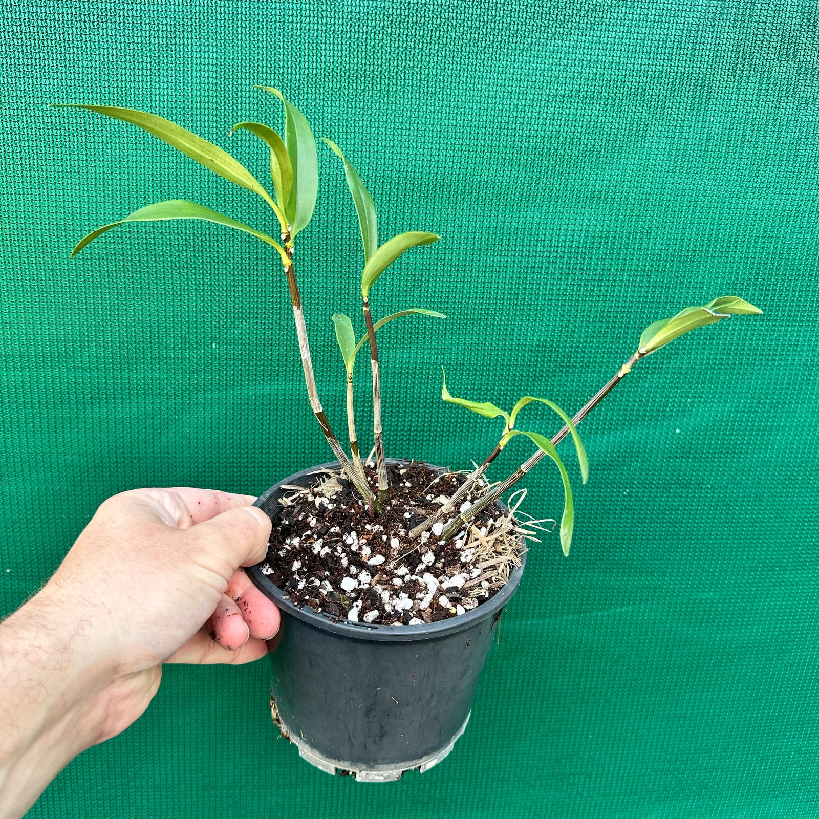 Orchid - Dendrobium kingianum