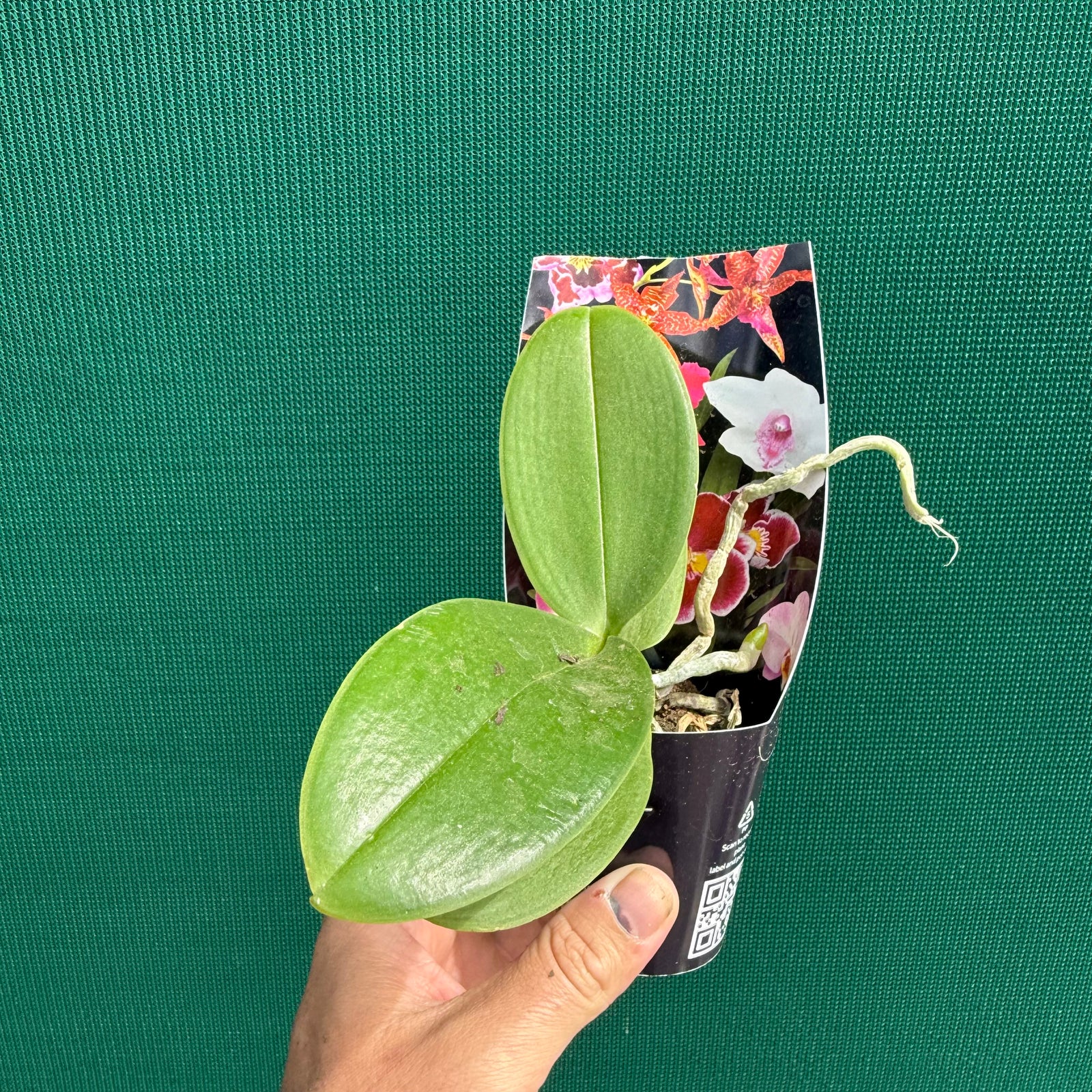 Phalaenopsis ‘Snowflake’ NEW