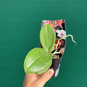 Phalaenopsis ‘Snowflake’ NEW