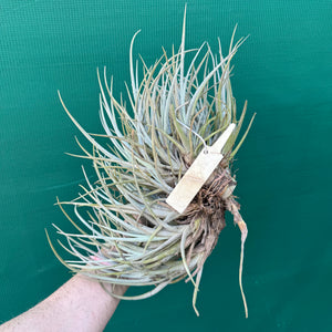 Tillandsia toropiensis ‘Typus’ (Mature Clump)