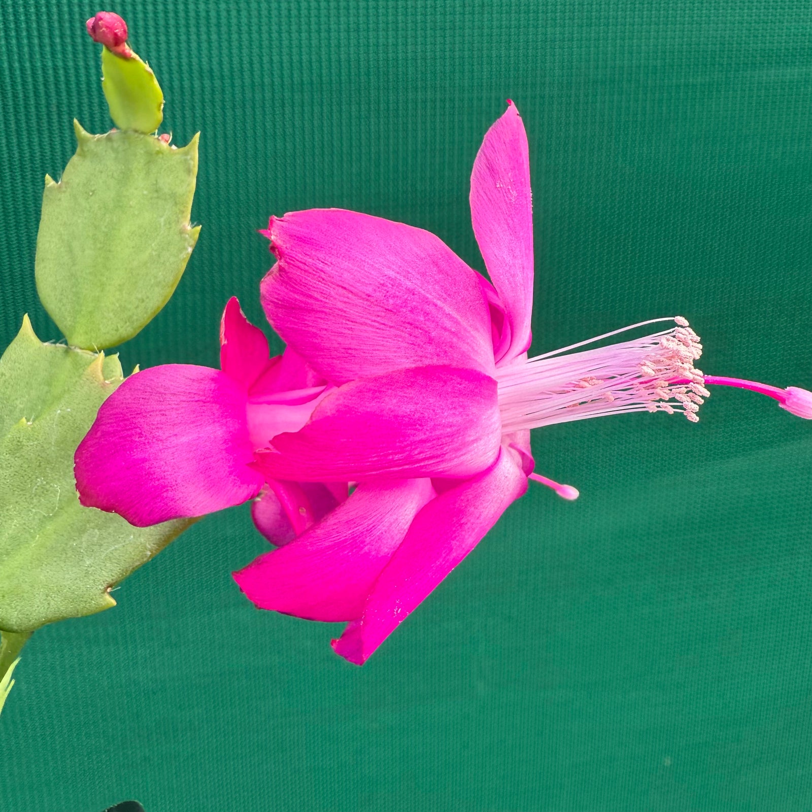 Zygocactus Thor Sharon