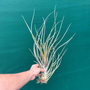 Tillandsia - Mali Dofitas ex. CC NEW
