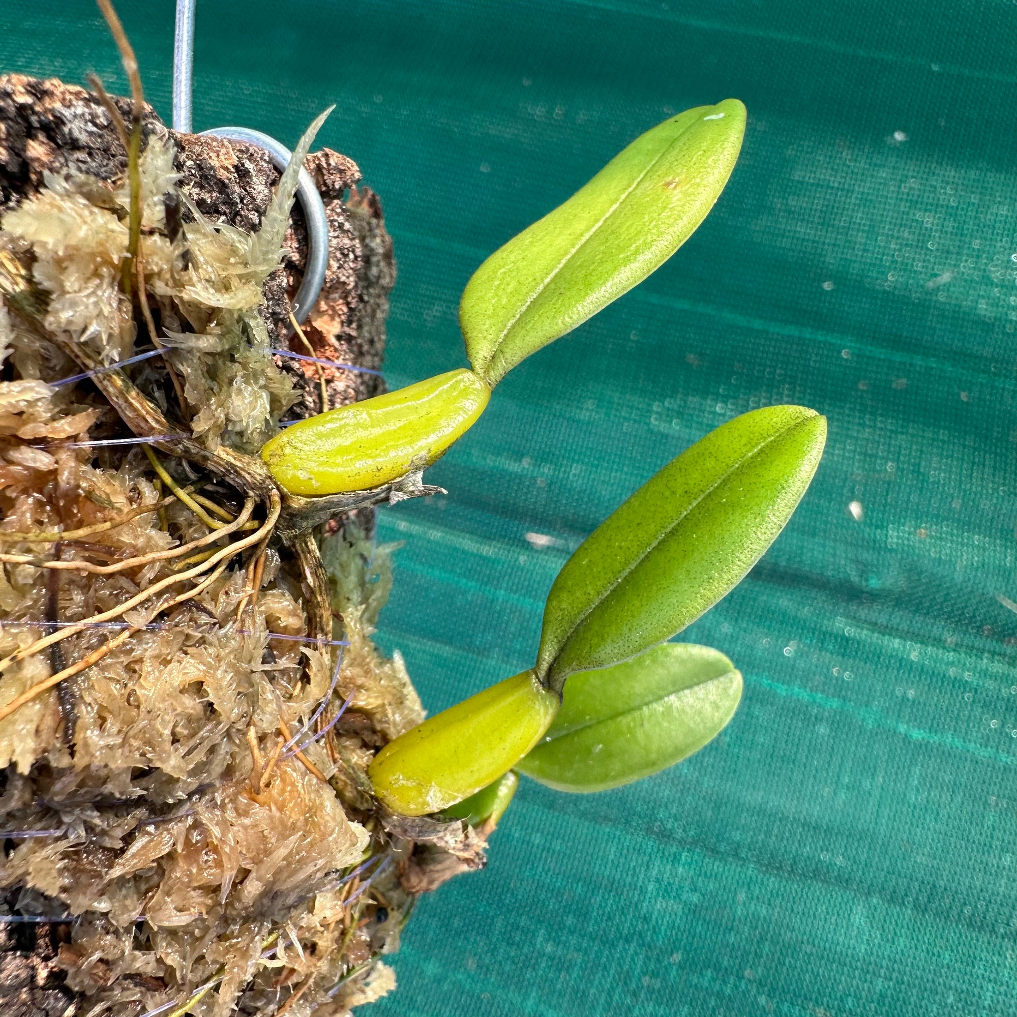 Orchid - Bulbophyllum fascinator
