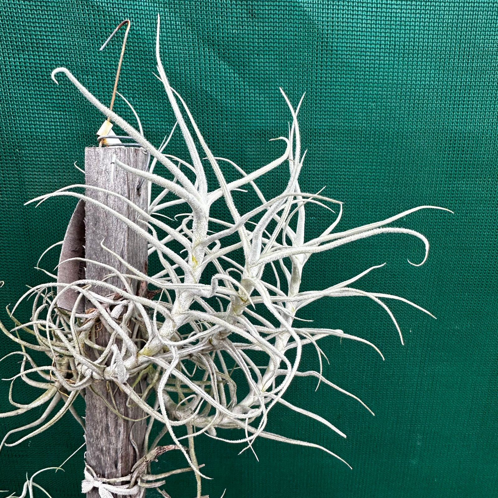 Tillandsia - paleacea ‘Bolivia’