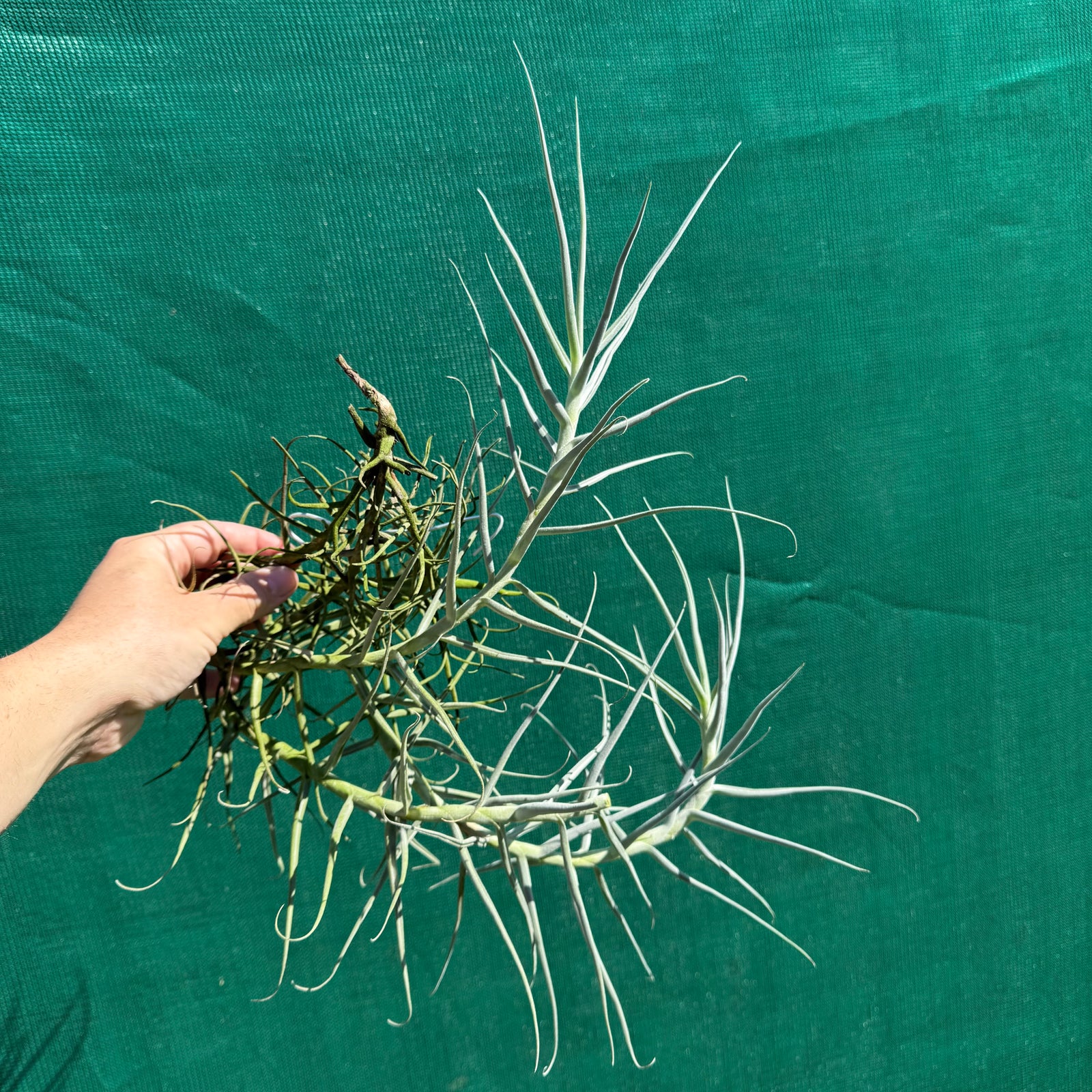 Tillandsia - arhiza ‘Goettingen’ ex. PT (Fragrant)