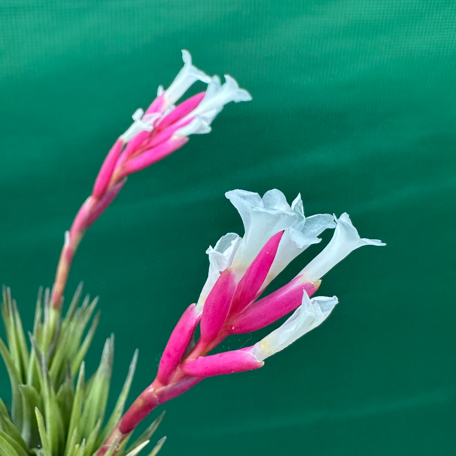 Tillandsia - Dennis ex. RFI