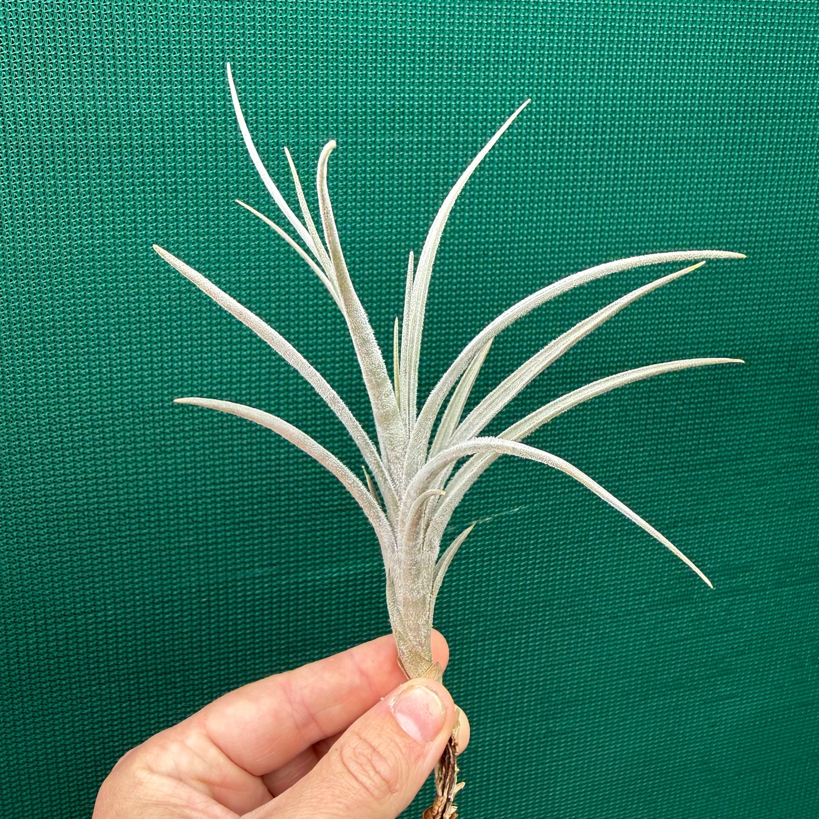 Tillandsia - cardenasii
