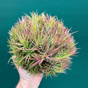 Tillandsia ionantha ‘BOE1590’ ex. PT (Mature Clump)