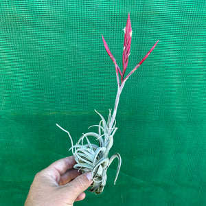Tillandsia - lorentziana ‘Dark Red’ ex. LH
