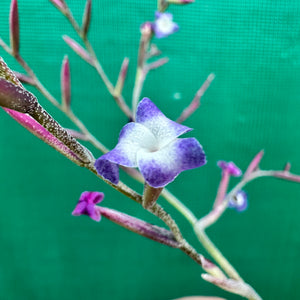 Tillandsia - caerulea x straminea ex. PT (Fragrant)