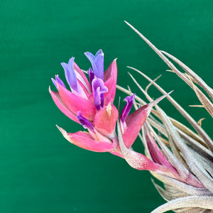 Tillandsia - Rosy Gem NEW