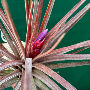 Tillandsia - Curra ex. BD NEW