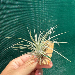 Tillandsia - limbata ex. SN NEW