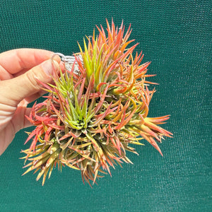 Tillandsia - ionantha 'BOE714' ex. BD NEW