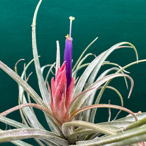 Tillandsia - circinata ex. JH NEW