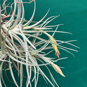 Tillandsia - Holm’s Alberose ex. Holm NEW