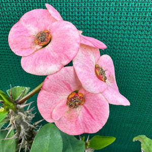 Poysean - Euphorbia milii P005