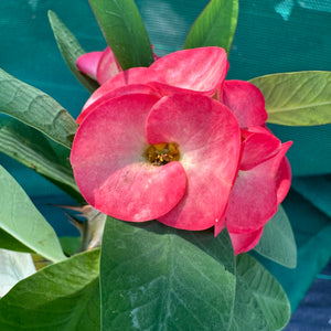 Poysean - Euphorbia milii PA
