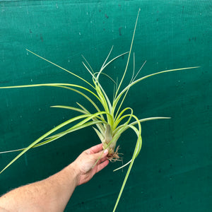 Tillandsia - Bob’s Amigo ex. GK