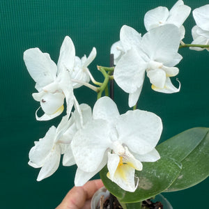 Phalaenopsis ‘Small White’ NEW