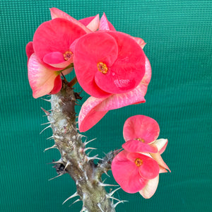 Poysean - Euphorbia Siam Hybrid ‘Tawan-Mai’