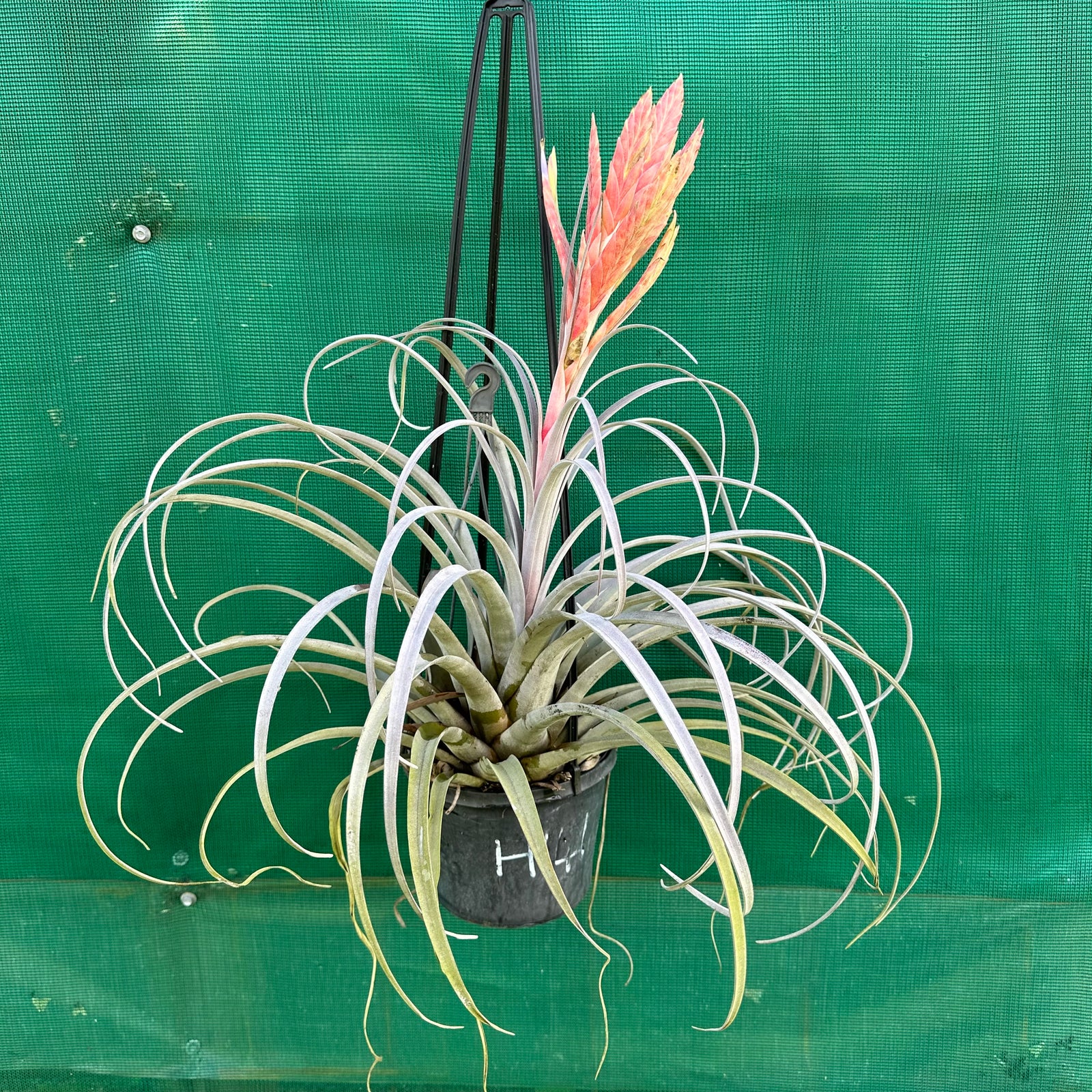 Tillandsia - zacapanensis ex. PT