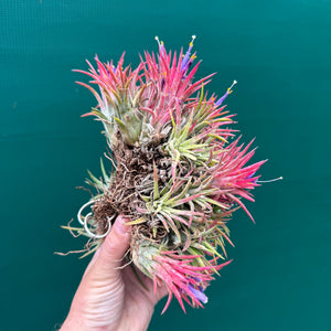 Tillandsia ionantha ‘BOE1593’ (Mature Clump)