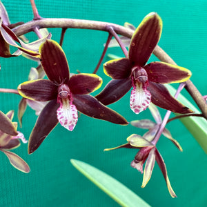 Orchid - Cymbidium canaliculatum f. sparkesii NEW