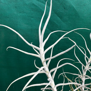 Tillandsia - paleacea ‘Bolivia’ NEW