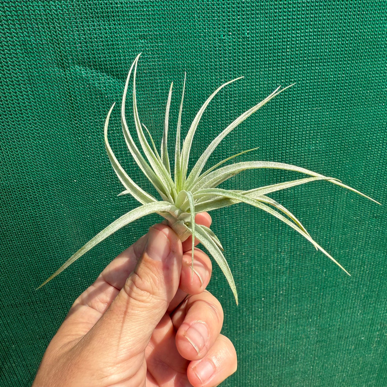 Tillandsia - Pink Sugar ex. PT