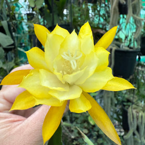 Epi. Hybrid Kiwi Honey Child EH81