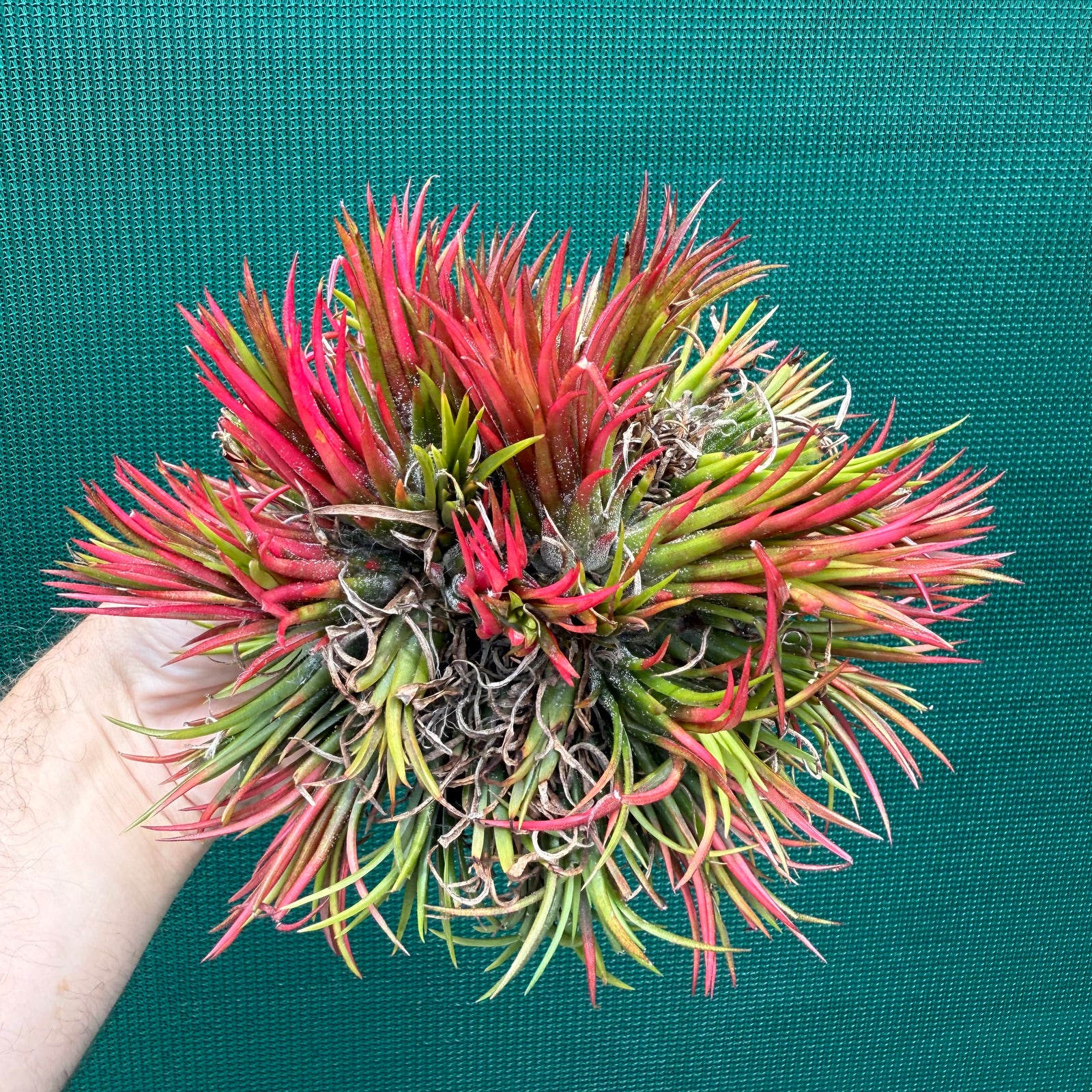 Tillandsia ionantha ‘Fuego’ ex. NR (Mature Clump) NEW
