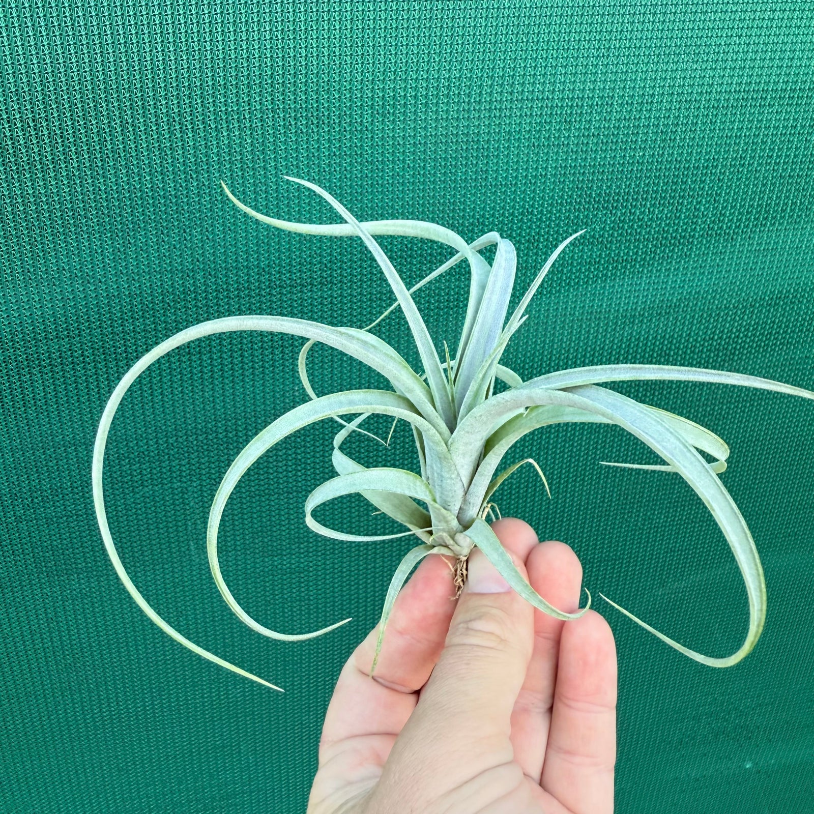 Tillandsia - parvispica ex. CC NEW