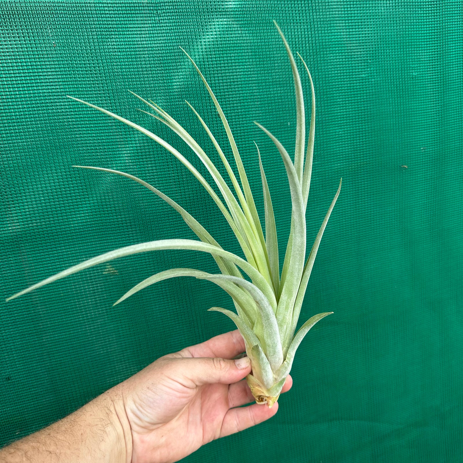 Tillandsia - Redy ex. BH