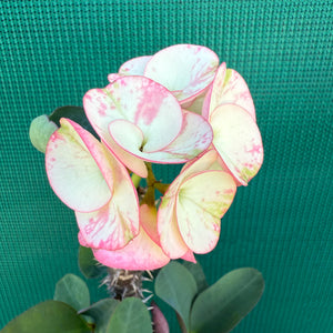 Poysean - Euphorbia Siam Hybrid ‘ChaRoen-Larp’ NEW