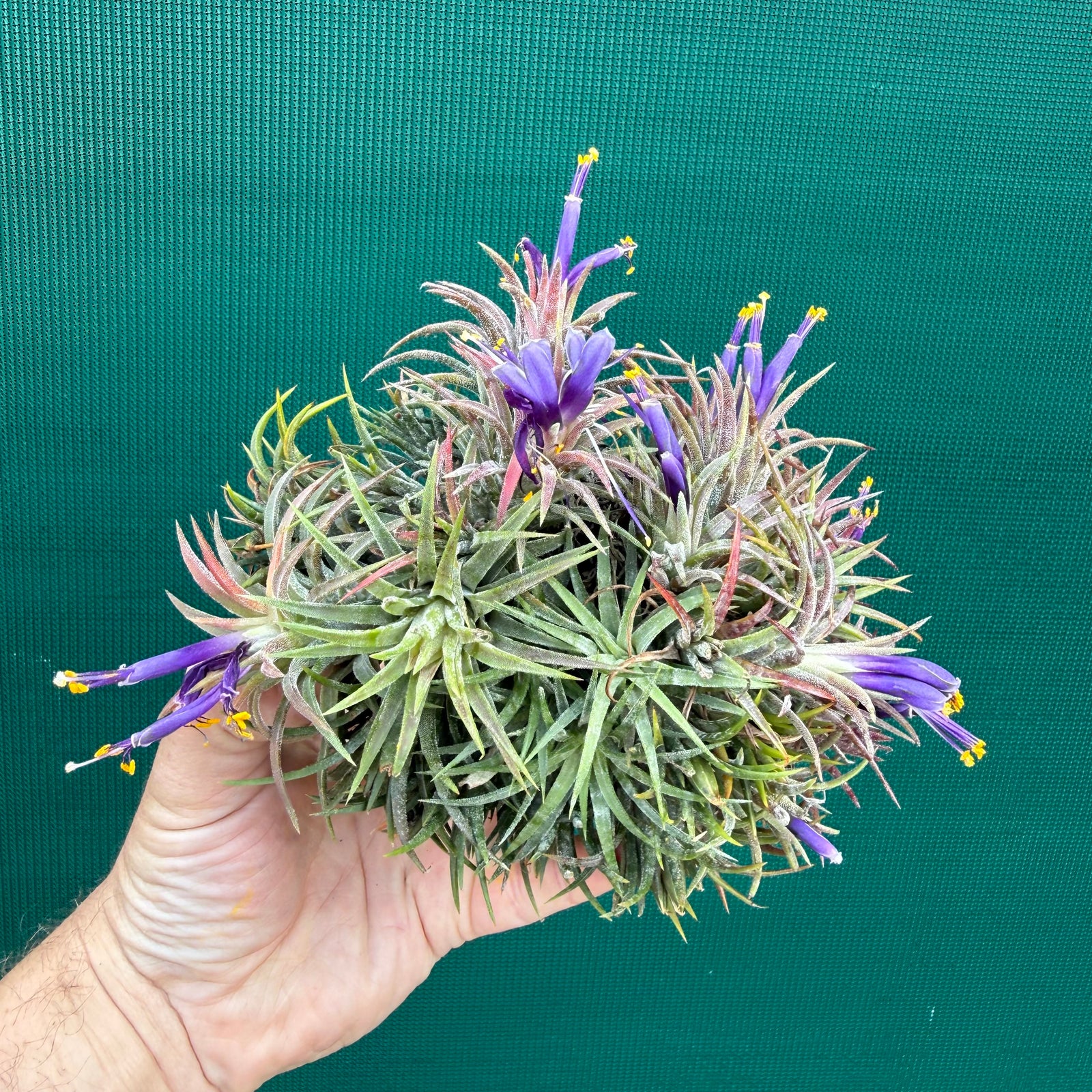 Tillandsia ionantha ‘BOE750’ (Mature Clump) NEW