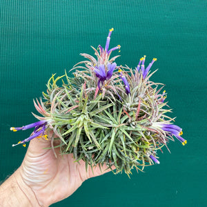 Tillandsia ionantha ‘BOE750’ (Mature Clump) NEW