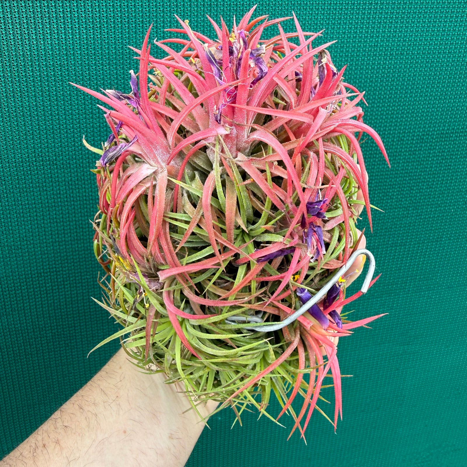 Tillandsia ionantha ‘BOE1590’ (Mature Clump)