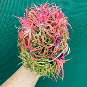 Tillandsia ionantha ‘BOE1590’ (Mature Clump)