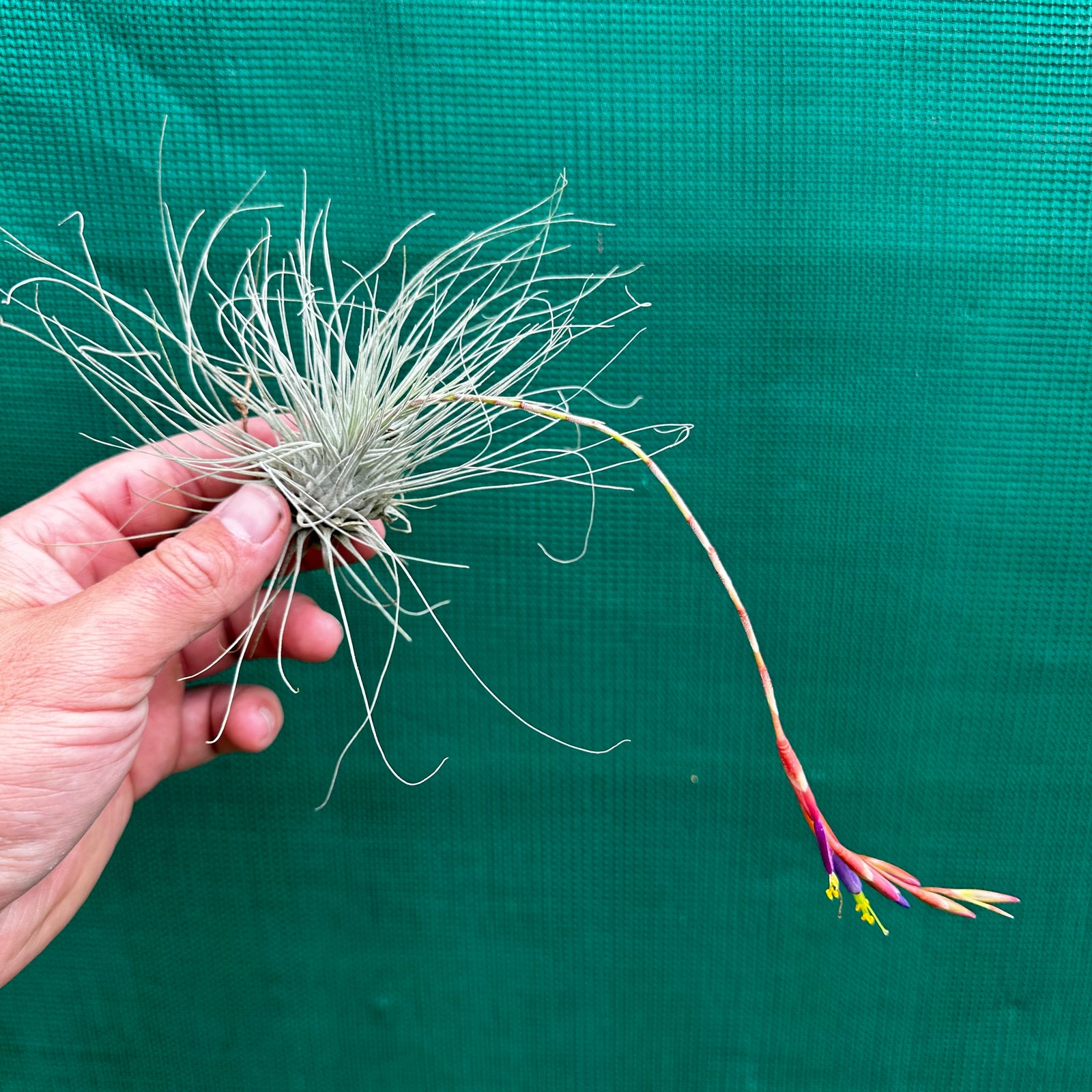 Tillandsia - fuchsii v. Gracilis