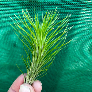 Tillandsia - funckiana ‘Green Form’ ex. CC