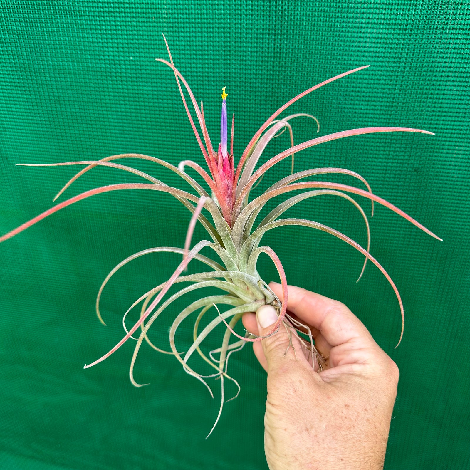 Tillandsia - ionantha x paucifolia ex. CV