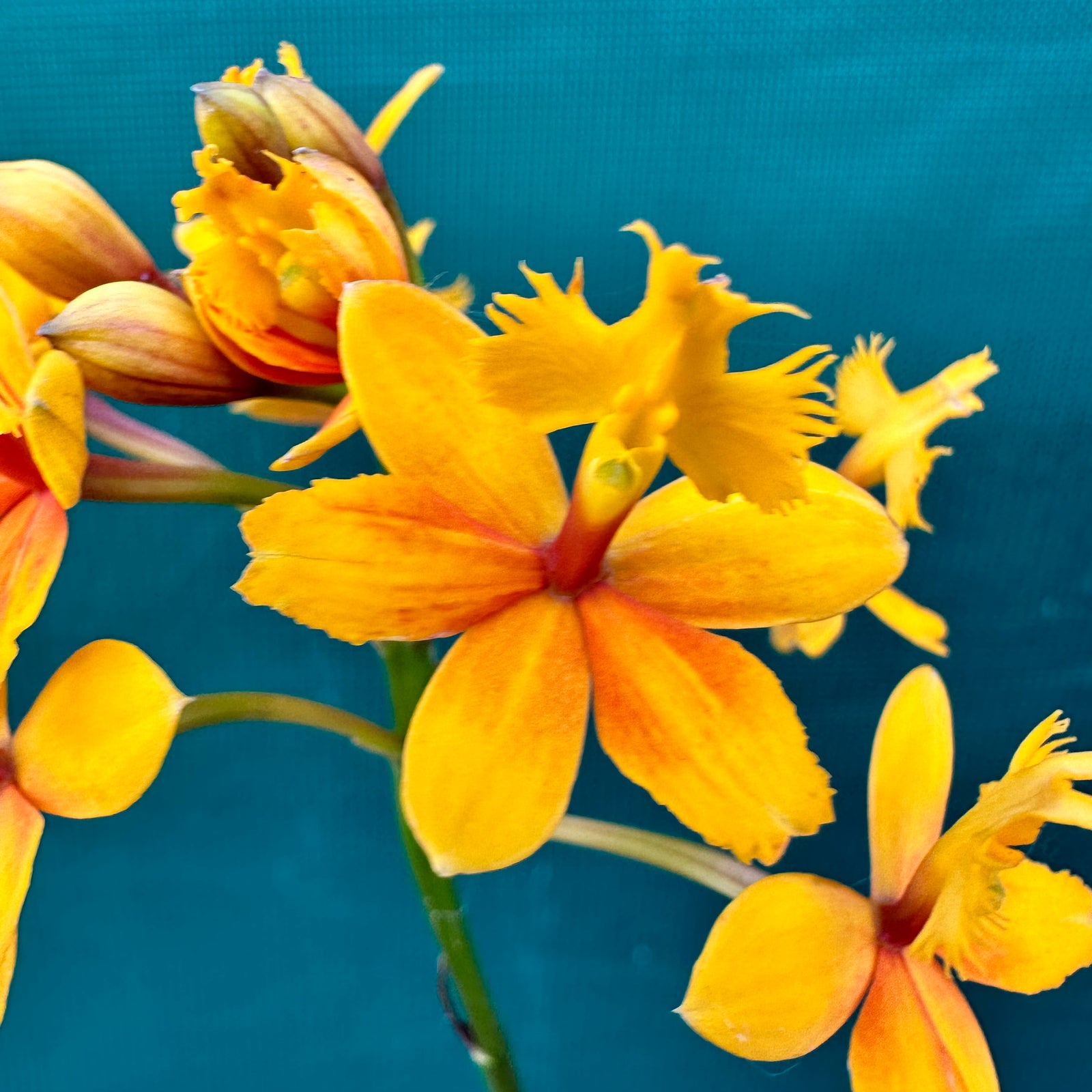 Epidendrum ‘Topaz Butterball Beacon’