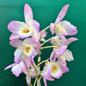 Orchid - Dendrobium ‘Mauve & Yellow Center’ NEW