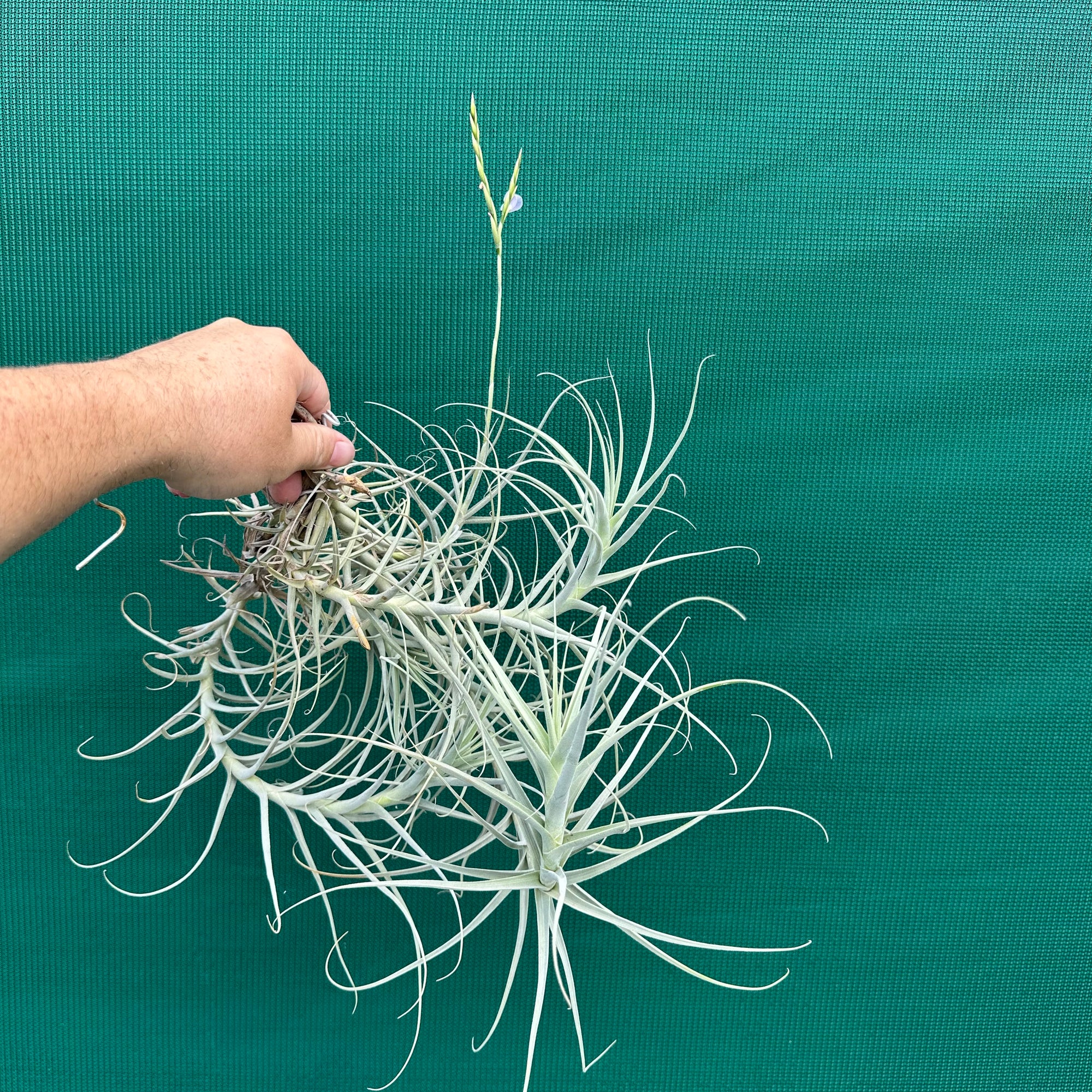 Tillandsia - streptocarpa “Ourime ‘Apurimac’ ex. BD
