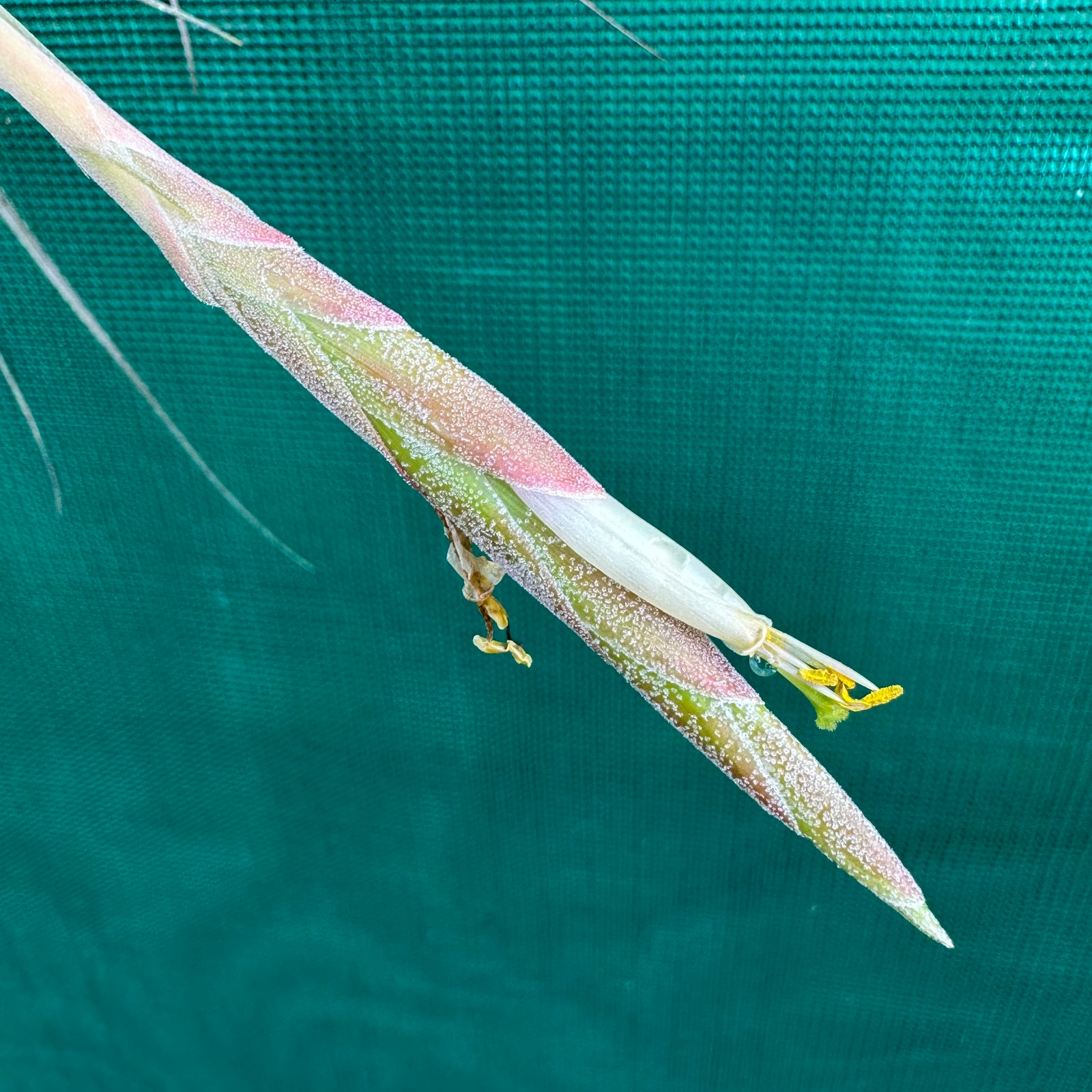 Tillandsia - Tooshi ex. TI