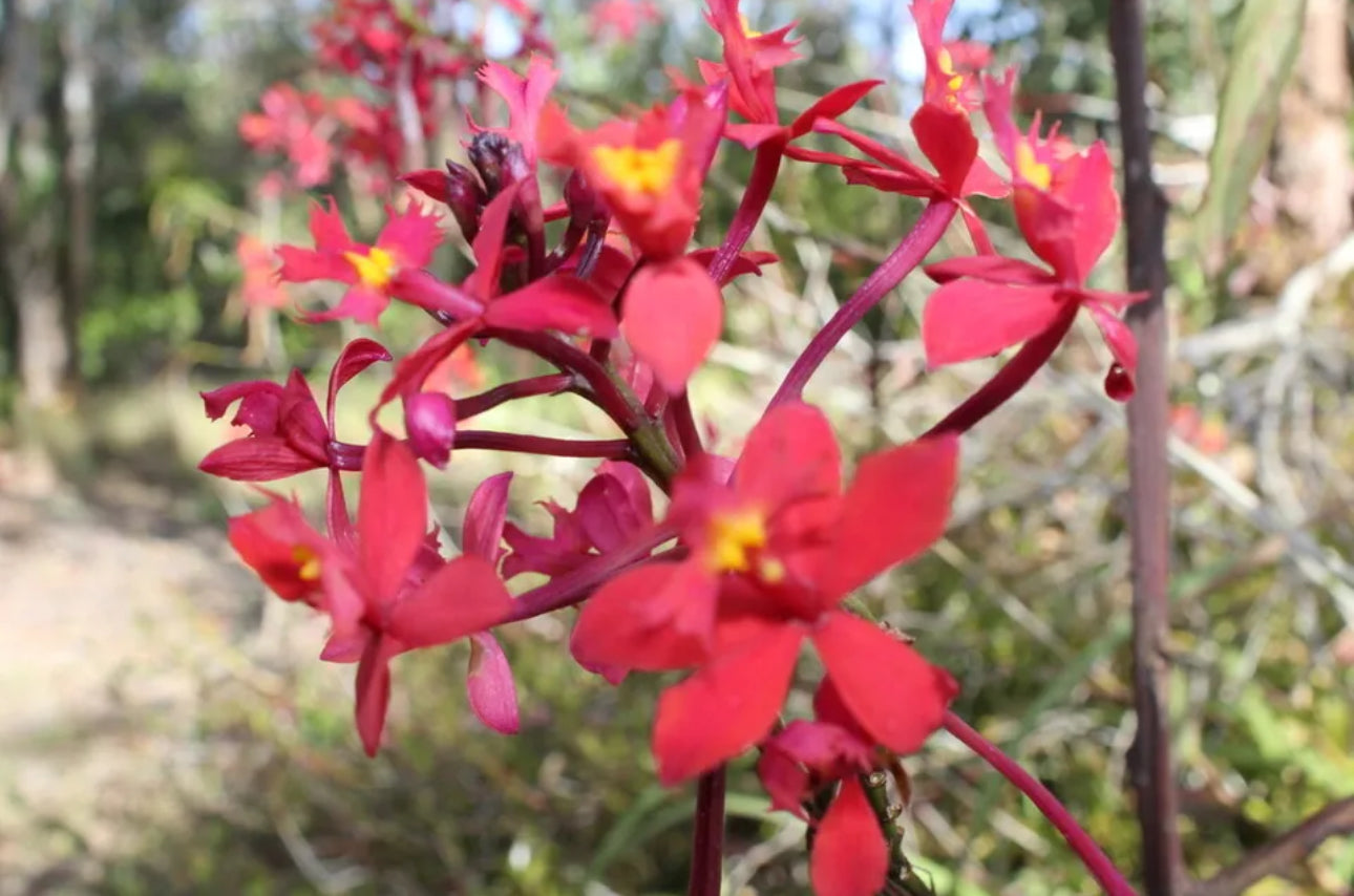 Orchid - Epidendron ‘Crucifix’ NEW