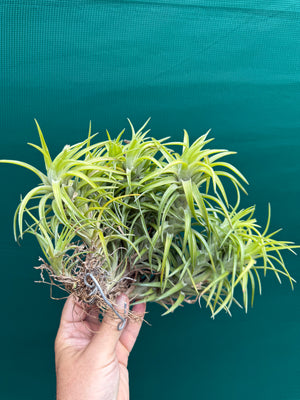 Tillandsia neglecta (Mature Clump)